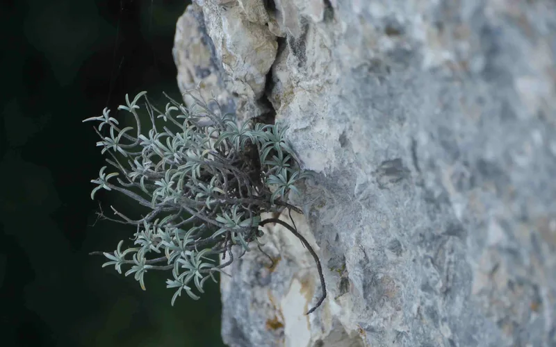Suivi de Hormathophylla saxigena dans les Gorges de l'Ardèche