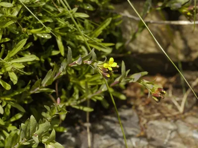 Pré-diagnostic faune-flore le long de la conduite Bâton