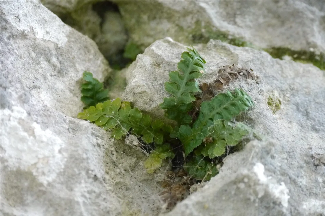 Asplenium jahandiezii dans le Vercors