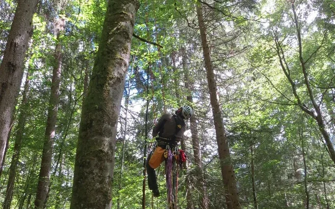 Intervention dans la canopée