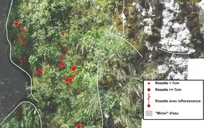 Cartographie de rosettes sur falaise