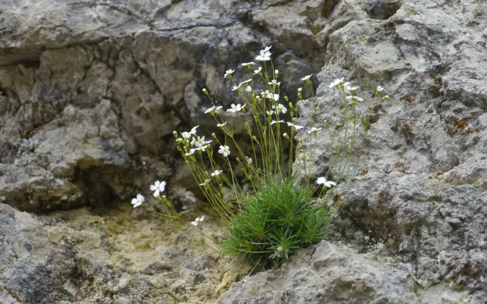 Floraison en falaise