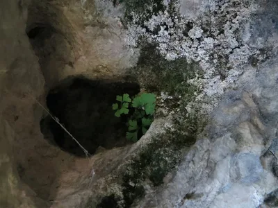 Plante chasmophytique dans une anfractuosité