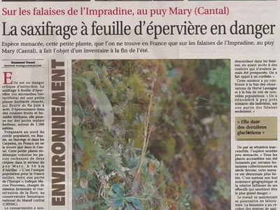 Article magdimanche — saxifrage à feuille d'épervière (2016)